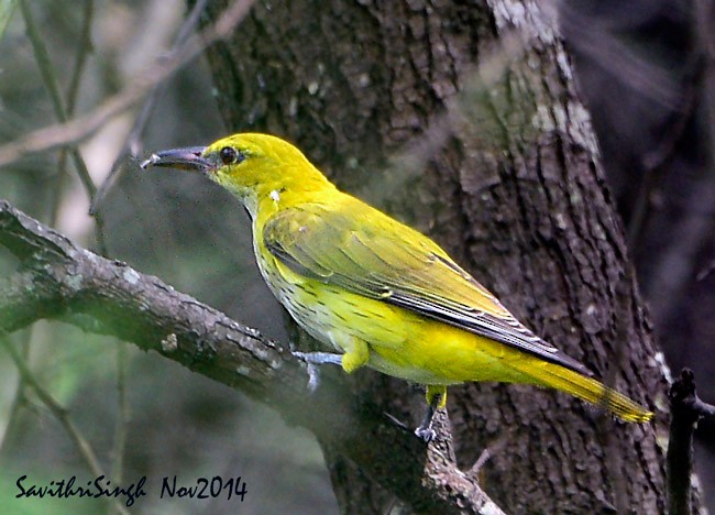 Indian Golden Oriole - ML378413191
