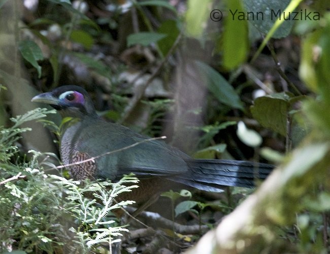 Sumatran Ground-Cuckoo - ML378415031