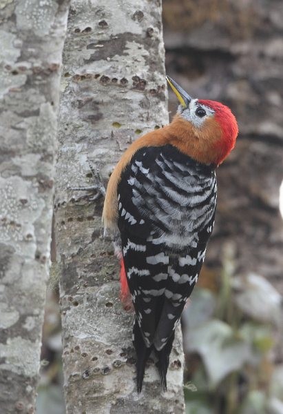 Rufous-bellied Woodpecker - ML378416671