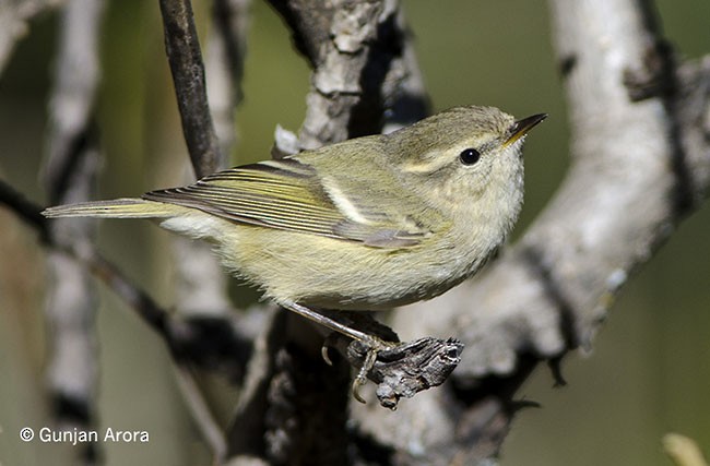 Hume's Warbler - ML378417341