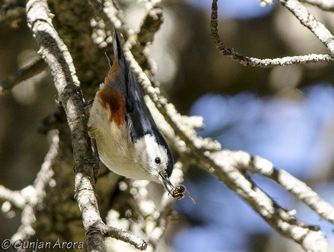 White-cheeked Nuthatch - ML378419381