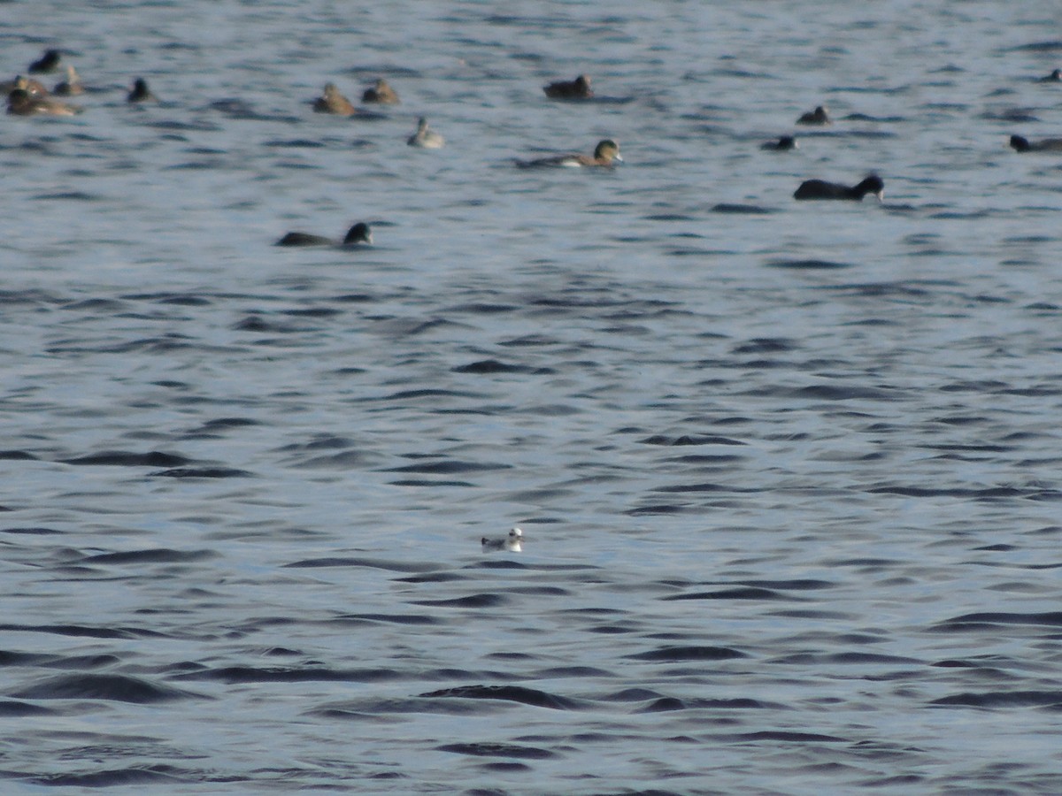 Red Phalarope - Central Oregon Historical Records