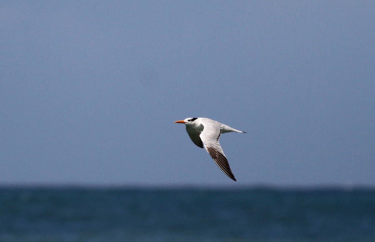 Royal Tern - Jay McGowan