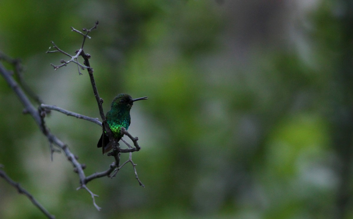Blue-tailed Emerald - ML37843111