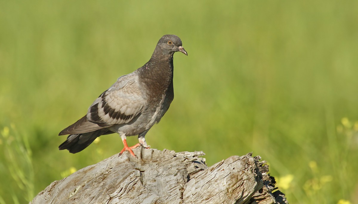 Rock Pigeon (Feral Pigeon) - Ryan Schain