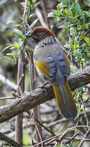 Chestnut-crowned Laughingthrush - ML378445181