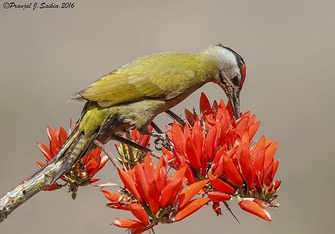 Gray-headed Woodpecker (Black-naped) - ML378445231