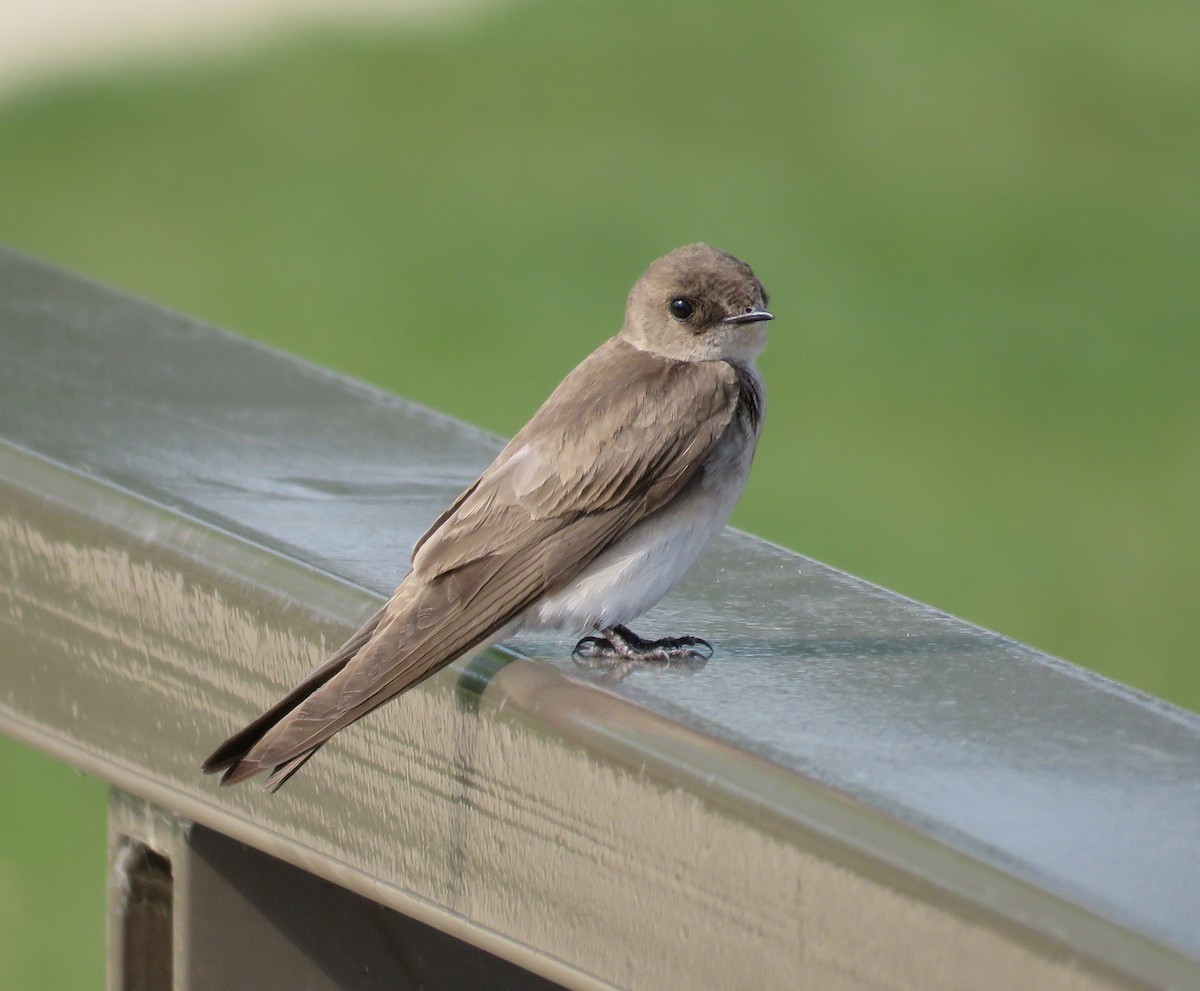 Northern Rough-winged Swallow - Robert Bochenek