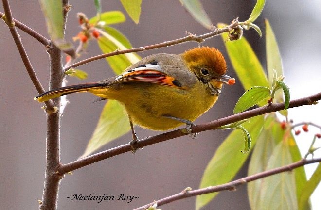Chestnut-tailed Minla - Neelanjan Roy