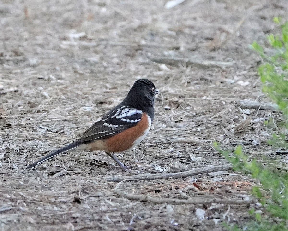 Spotted Towhee - Mary-Rose Hoang