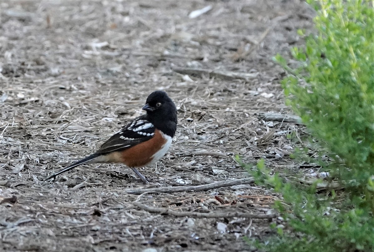 Spotted Towhee - ML378448601