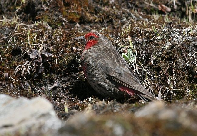 Red-fronted Rosefinch - ML378450541