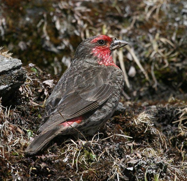 Red-fronted Rosefinch - ML378450561