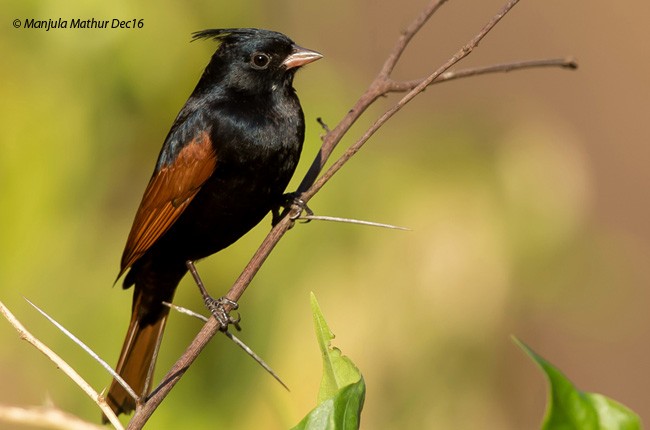 Crested Bunting - ML378450981