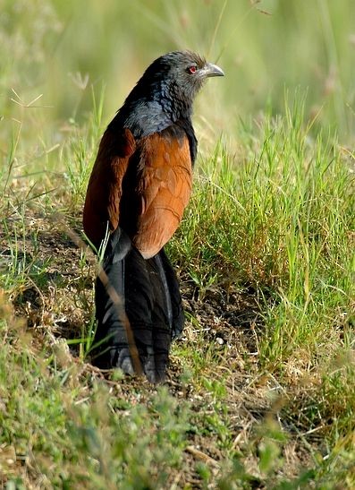 Greater Coucal (Southern) - ML378454391