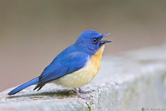 Tickell's Blue Flycatcher - Arpit Bansal