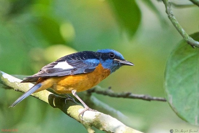 Blue-capped Rock-Thrush - eBird