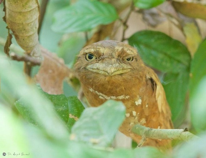 Sri Lanka Frogmouth - Arpit Bansal