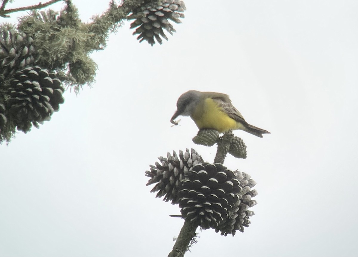 Tropical Kingbird - Kaia Colestock