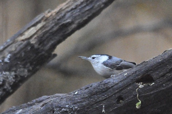 White-breasted Nuthatch - Isabelle Martel