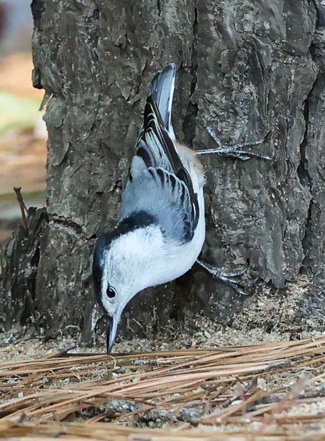 White-breasted Nuthatch - ML378461751
