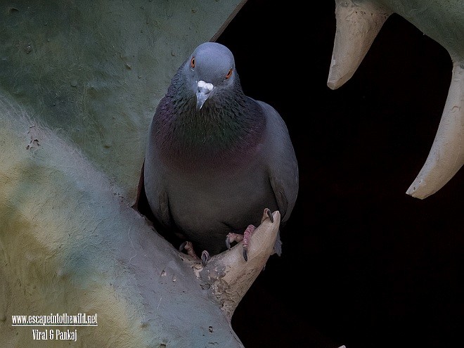 Rock Pigeon (Feral Pigeon) - ML378462531