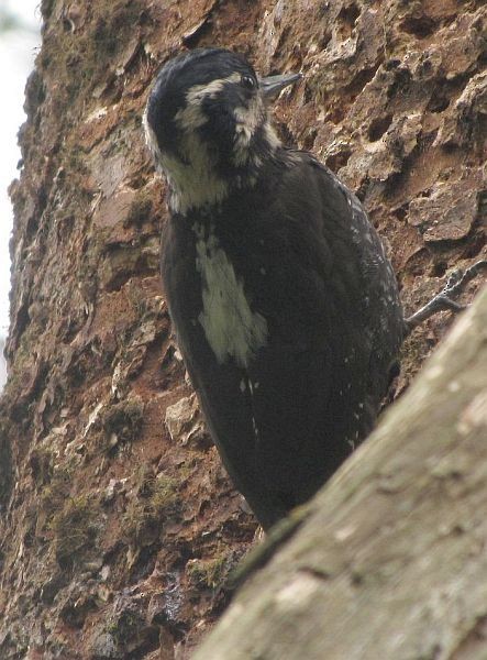 Eurasian Three-toed Woodpecker (Dark-bodied) - ML378463151