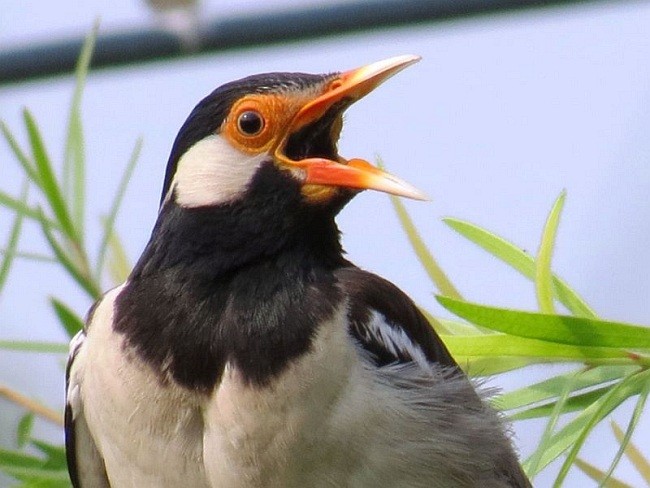 Indian Pied Starling - ML378465801