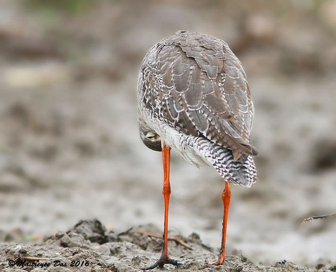 Spotted Redshank - ML378468081