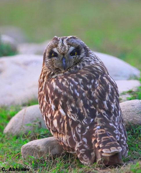 Short-eared Owl (Northern) - C. Abhinav