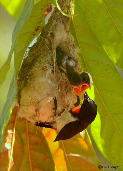 Red-chested Flowerpecker - ML378470921