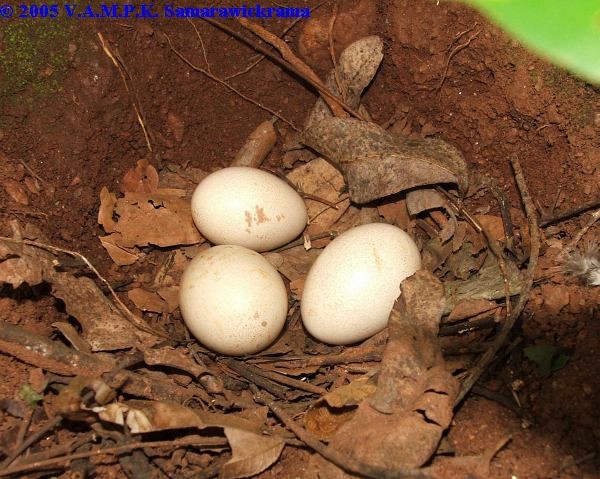 Sri Lanka Junglefowl - ML378473721