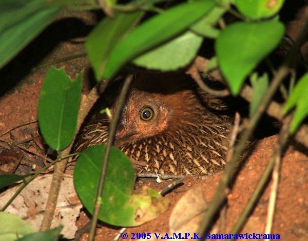 Sri Lanka Junglefowl - ML378473901