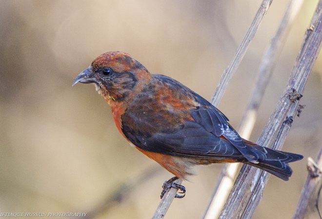 Red Crossbill (Himalayan) - ML378475131
