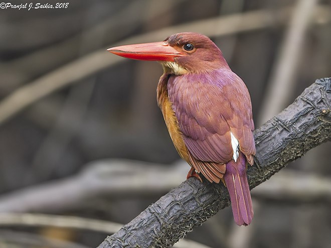 Ruddy Kingfisher - Pranjal J. Saikia