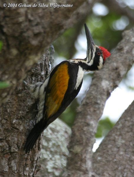 White-naped Woodpecker - Gehan de Silva Wijeyeratne