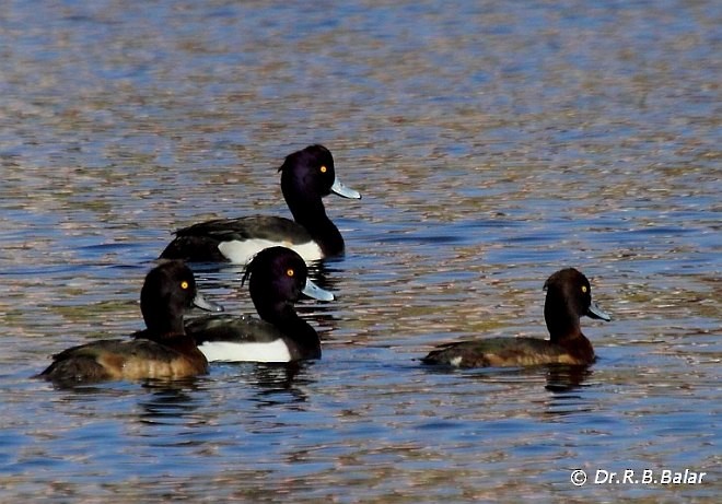 Tufted Duck - ML378479491