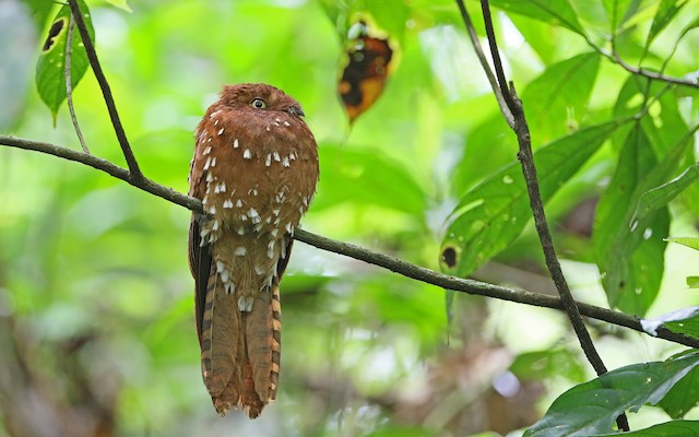 Photos - Oilbird - Steatornis caripensis - Birds of the World