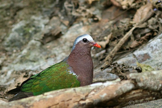 Asian Emerald Dove - Woraphot Bunkhwamdi