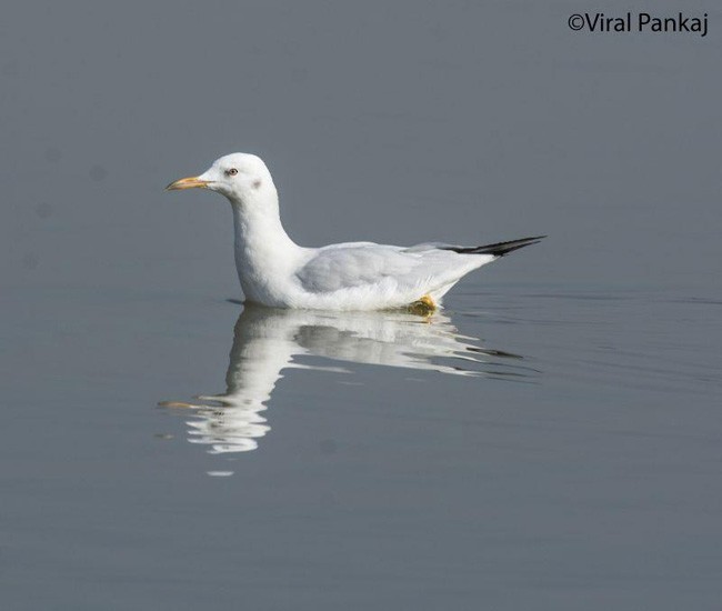 Slender-billed Gull - Pankaj Maheria