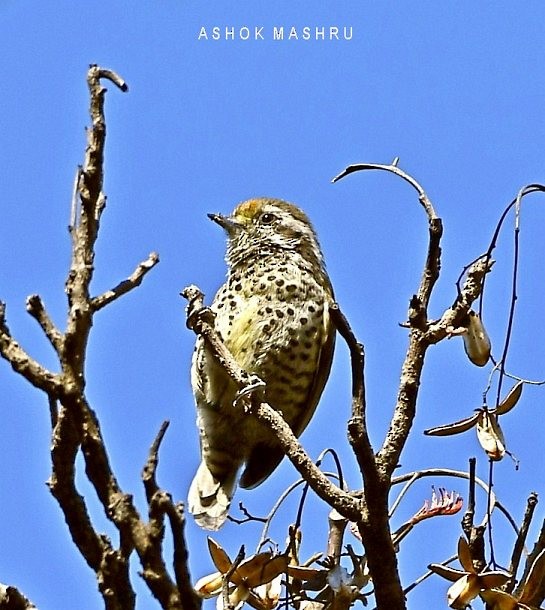 Speckled Piculet - ML378487931