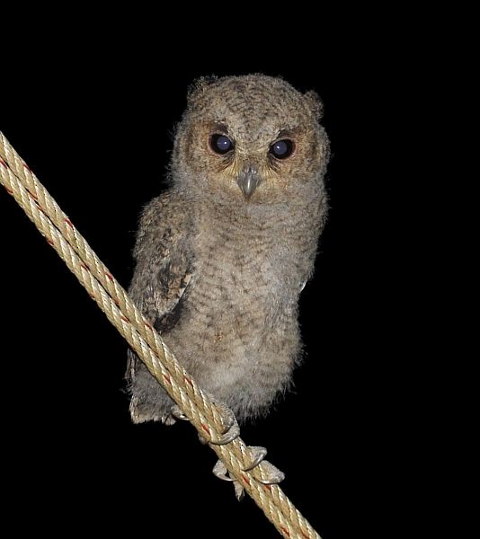 Collared Scops-Owl - Barry Kyme