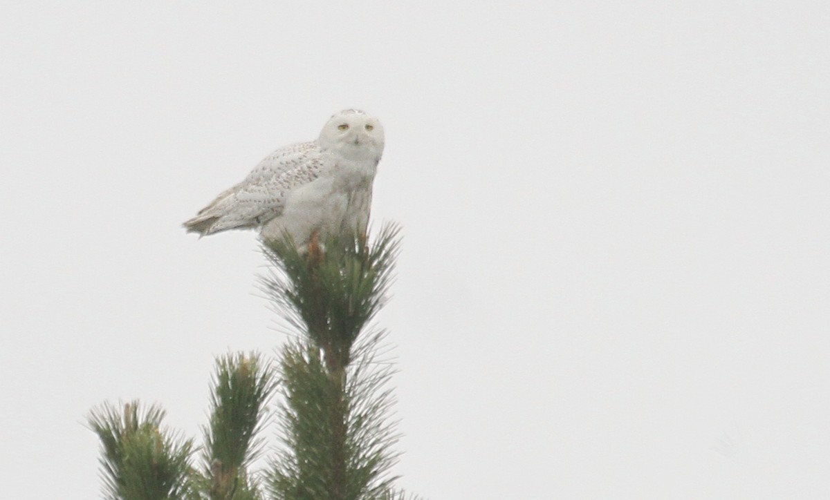 Snowy Owl - ML37849211