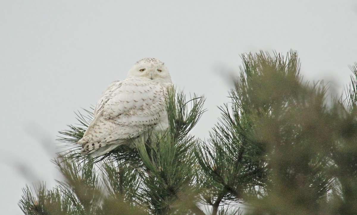 Snowy Owl - ML37849231