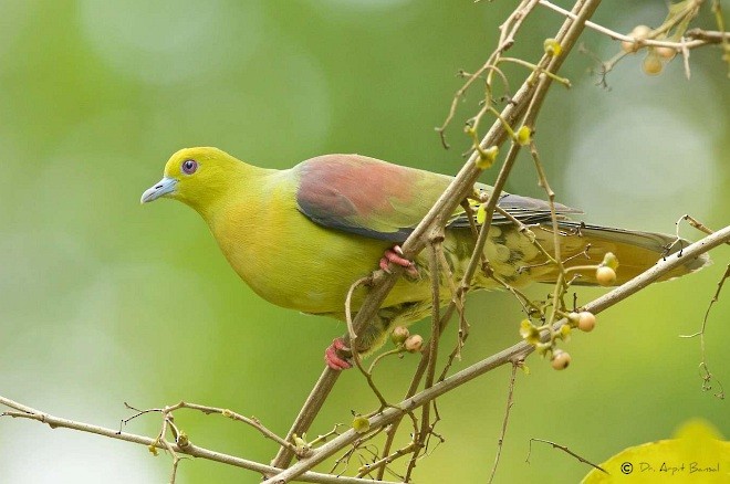 Wedge-tailed Green-Pigeon - ML378494601