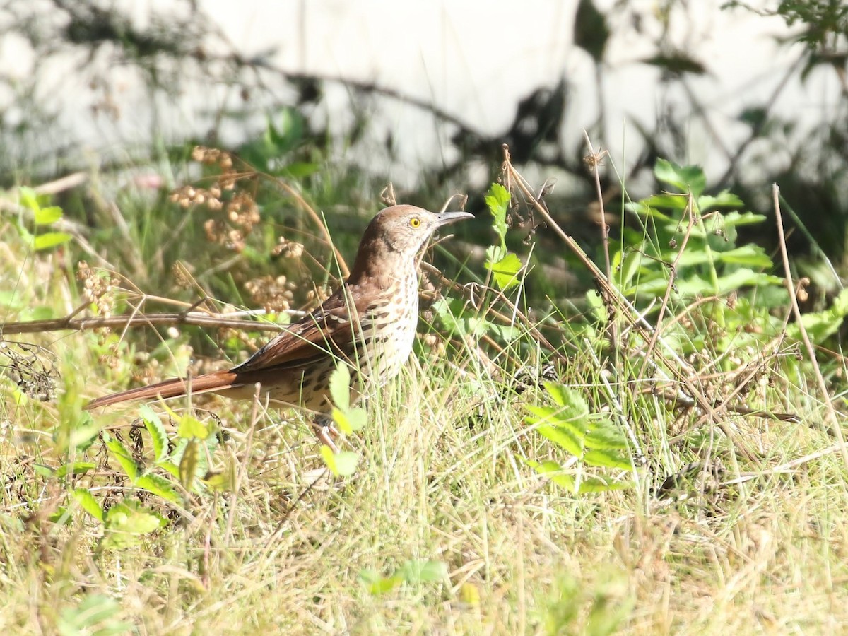 Brown Thrasher - Marie-Eve Gauthier