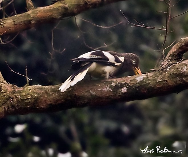 White-winged Magpie (Black-tailed) - ML378495111