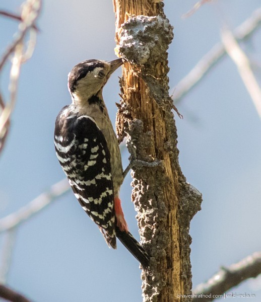 Fulvous-breasted Woodpecker - ML378496931