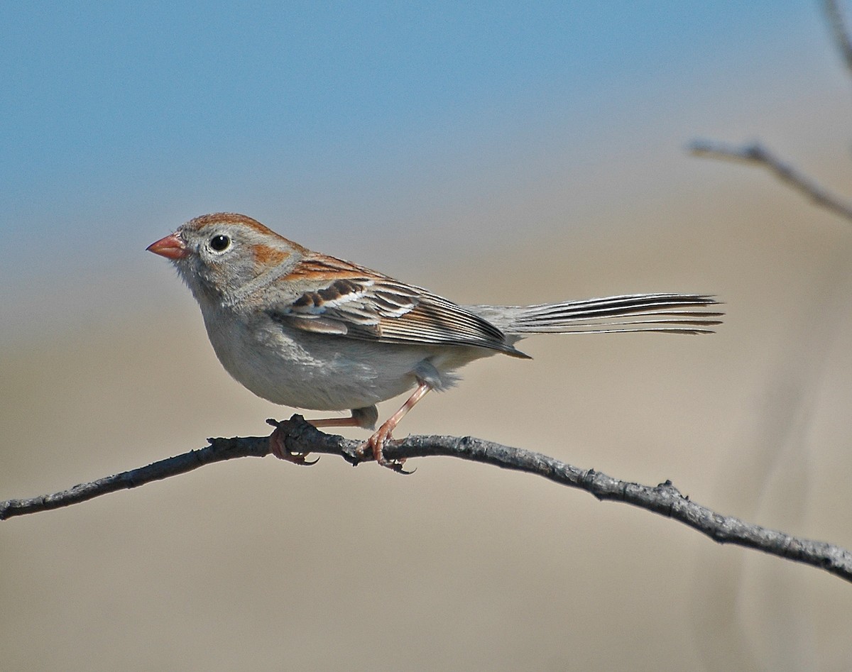 Field Sparrow - Michael Topp