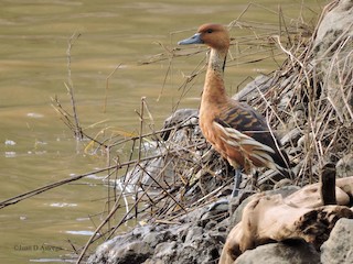 Fulvous Whistling-Duck, ML37849931